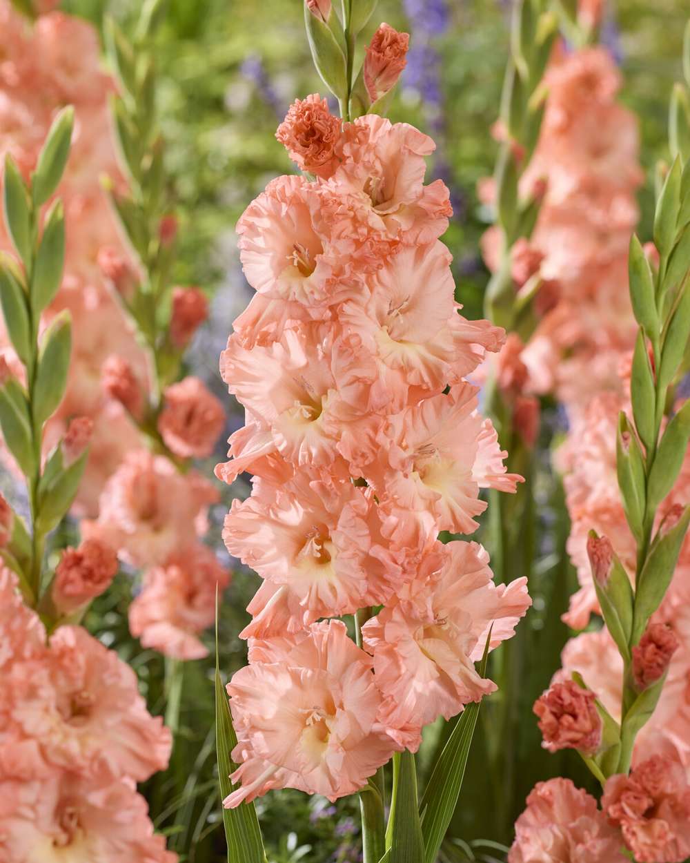 Gladiolus 'Blushed Look®'